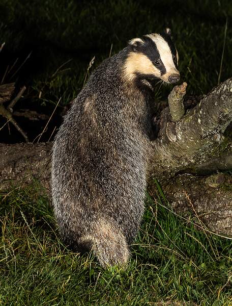 Badger Looking Back.jpg - Badger Looking Back