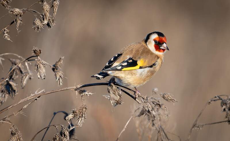 Basking in the Morning Sun_Jamie Bird_Open.jpg - Open
