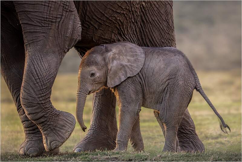 ELEPHANT & CALF.jpg