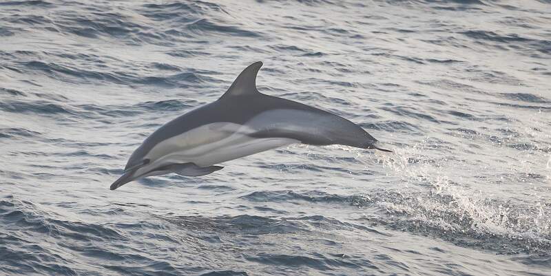 Exuberance - Common Dolphin - Set.jpg - Exuberance - Common Dolphin_michael bamford_set.jpg