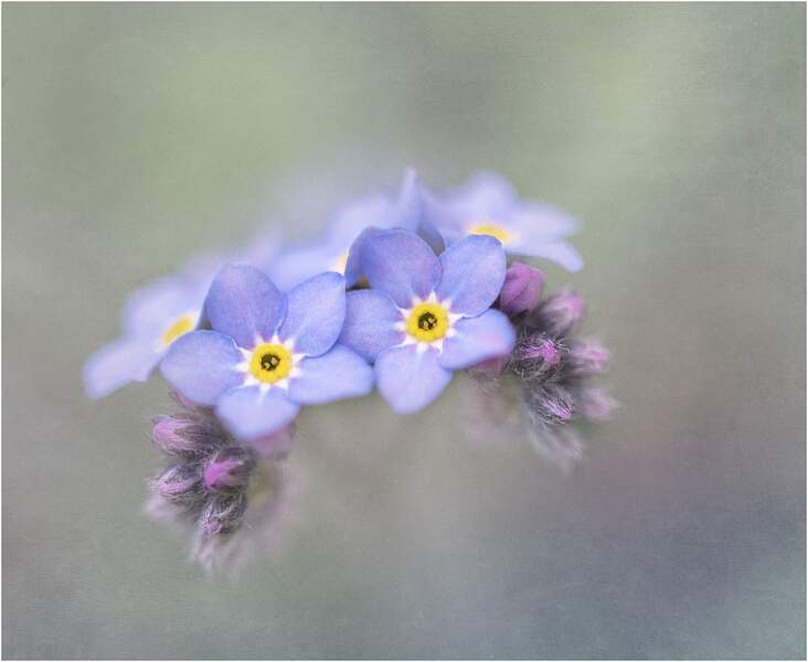 First Forget-Me-Nots.jpg - Open