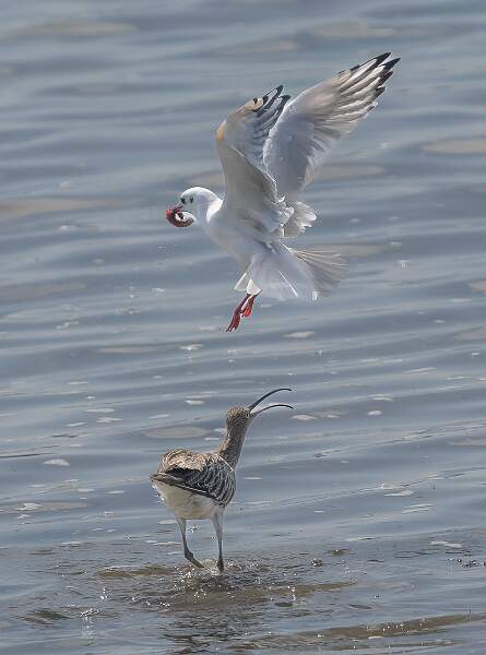 Gull Stealing Worm from Curlew.jpg - Gull Stealing Worm from Curlew