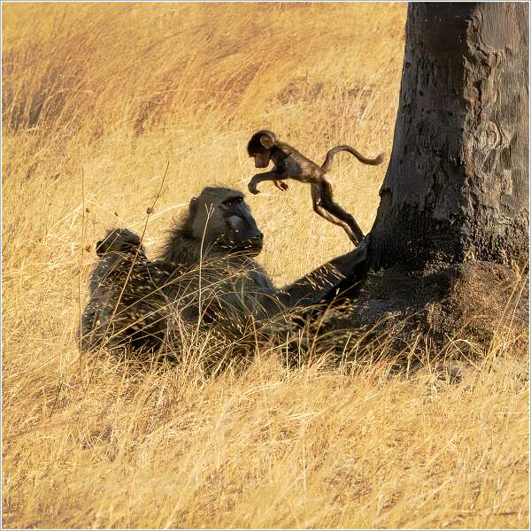 Jump_Isabella Knight_Set.jpg - Print 5 Comp