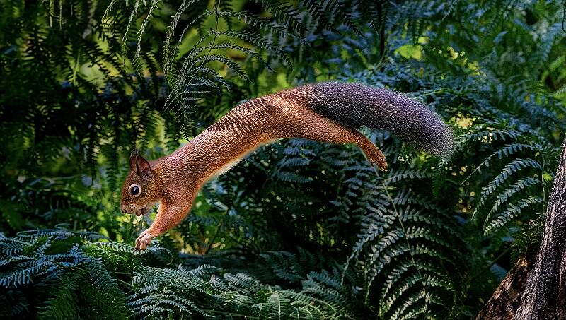 Leaping Red Squirrel_Julie Browne_Open.jpg - Open
