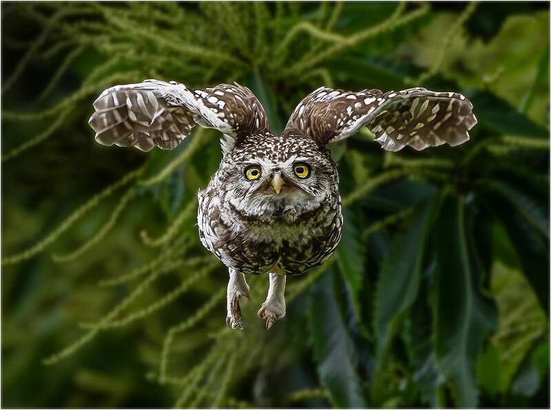 Little Owl_Julie Browne_Open.jpg - Open