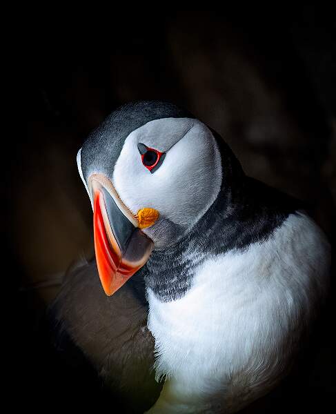 Peter Smith_Puffin_open.jpg - Puffin