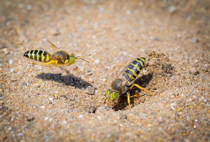 Peter Smith_Sand Wasps_Open.jpg - Sand Wasps