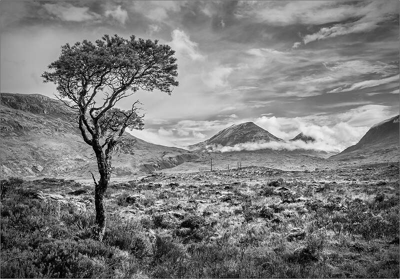 Pine Tree- Scotland_roger Hance_Open.jpg - 5Th Digital - Open