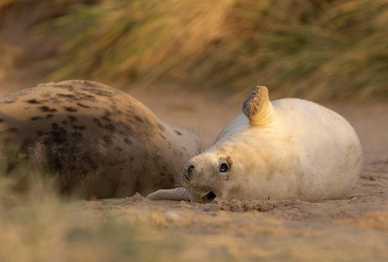 Playful Grey Seal Pup_Hannah Taylor_Open.jpg - Open