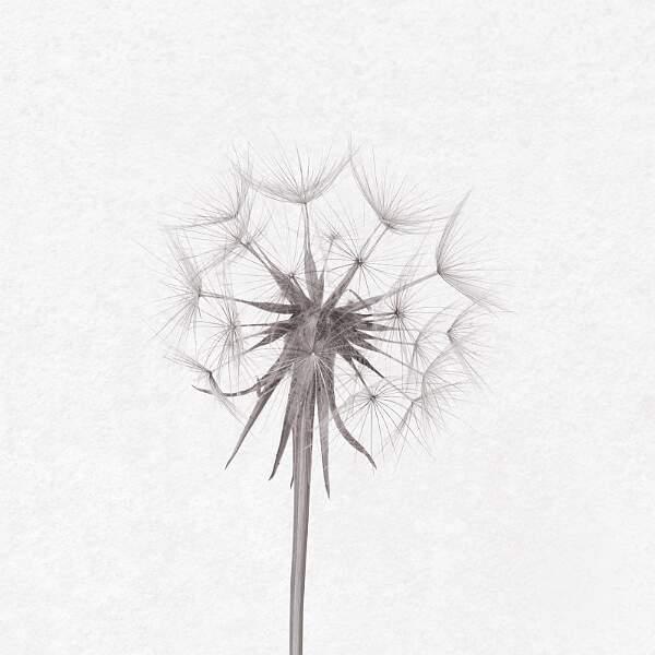 salsify seed head_david kelly_open.jpg