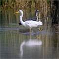 A tense walk by. Great-White Egret and Grey Heron_Matt Clarke_Open