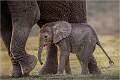 ELEPHANT & CALF