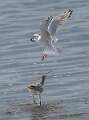 Gull Stealing Worm from Curlew