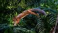 Leaping Red Squirrel_Julie Browne_Open
