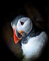 Peter Smith_Puffin_open