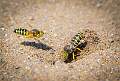 Peter Smith_Sand Wasps_Open