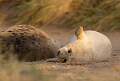 Playful Grey Seal Pup_Hannah Taylor_Open