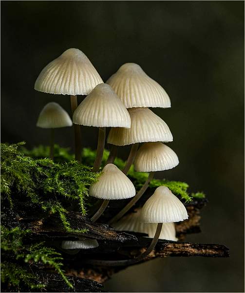 05.01 Mycena Fungi.jpg - Competition- Bad Weather-Open