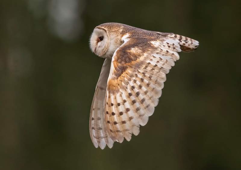 Barn Owl.JPG