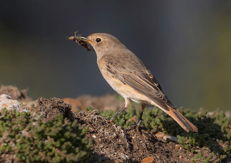 Common Female Redstart.JPG