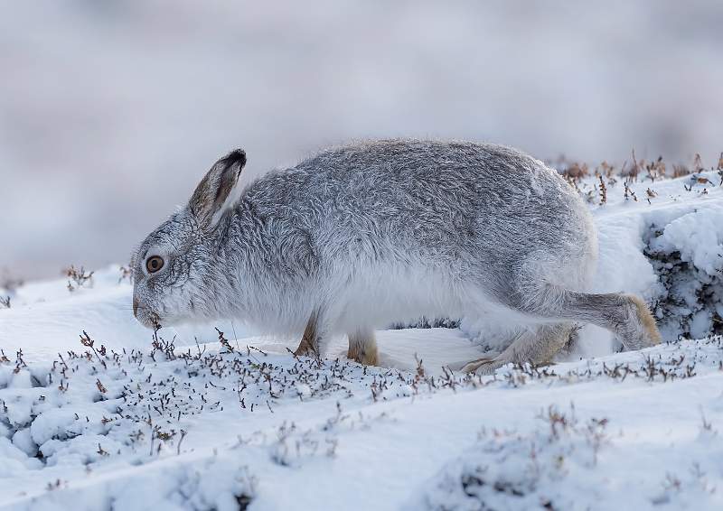 Hare In Search.JPG