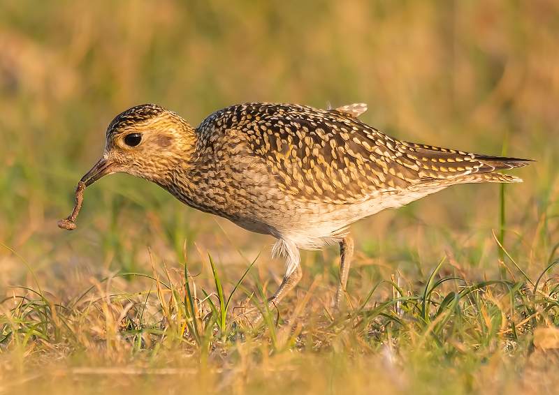 Juvenille Golden Plover.JPG
