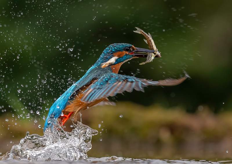 Kingfisher Double Catch.JPG