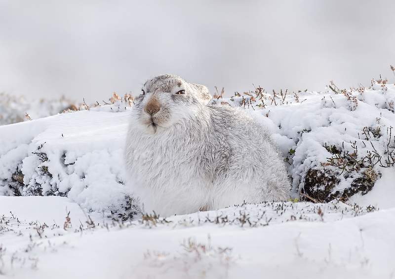 Mountain Hare 1.JPG