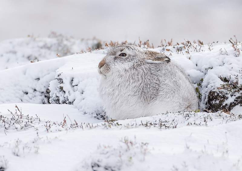 Mountain Hare 2.JPG