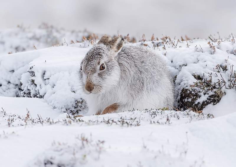 Mountain Hare 3.JPG