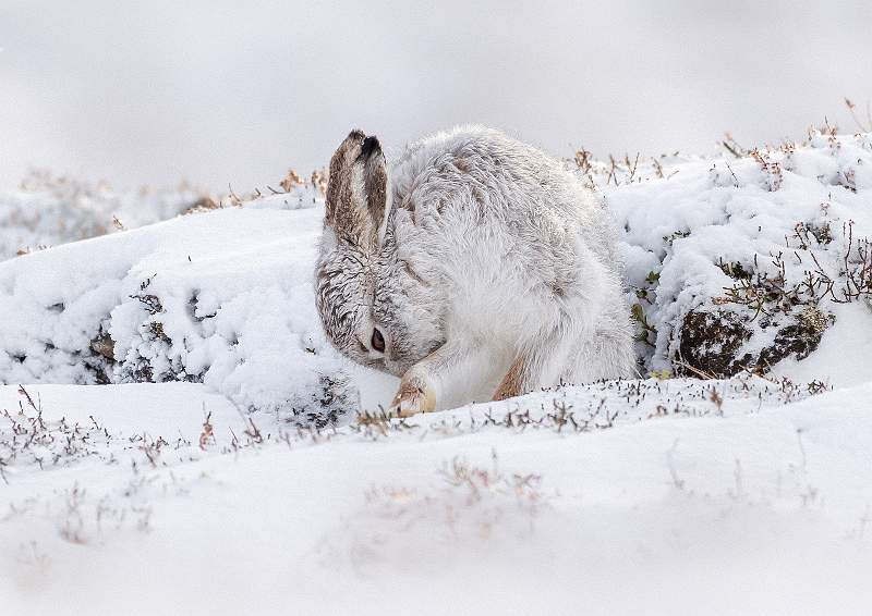 Mountain Hare Grooming.JPG