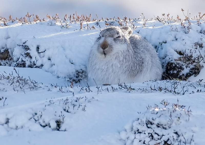 Mountain Hare.JPG