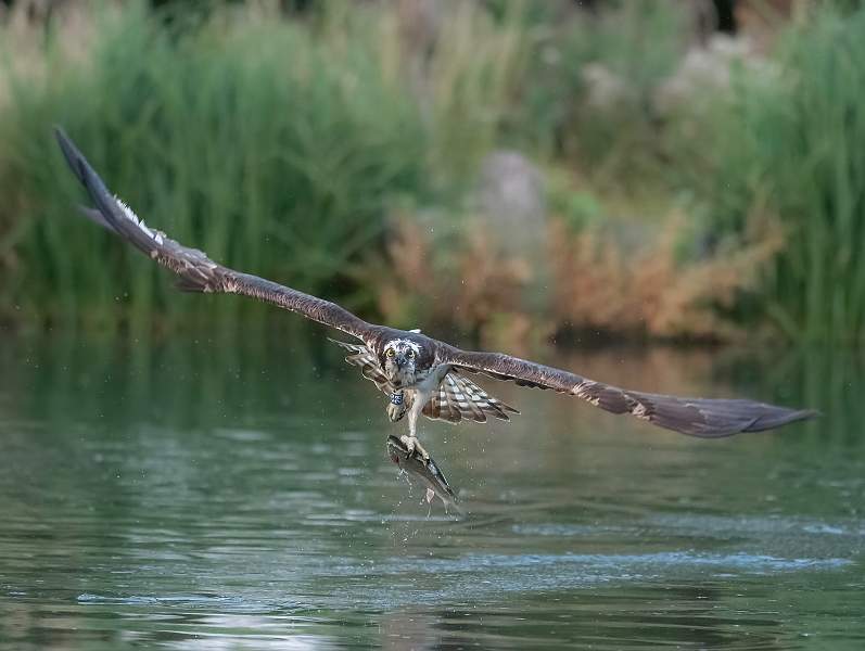 Osprey 28 With Trout.JPG - Osprey 28 With Trout