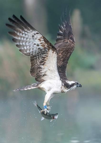 Osprey 2AA With Trout.JPG