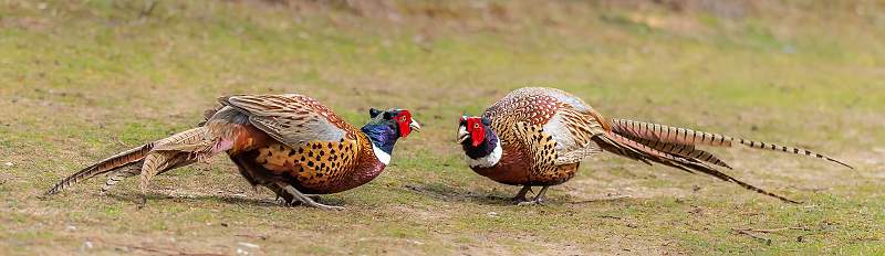 Pheasants Squaring Up.JPG