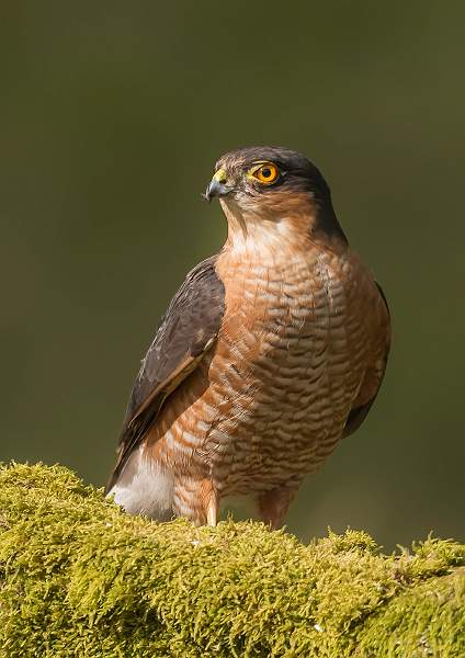 Sparrowhawk.JPG