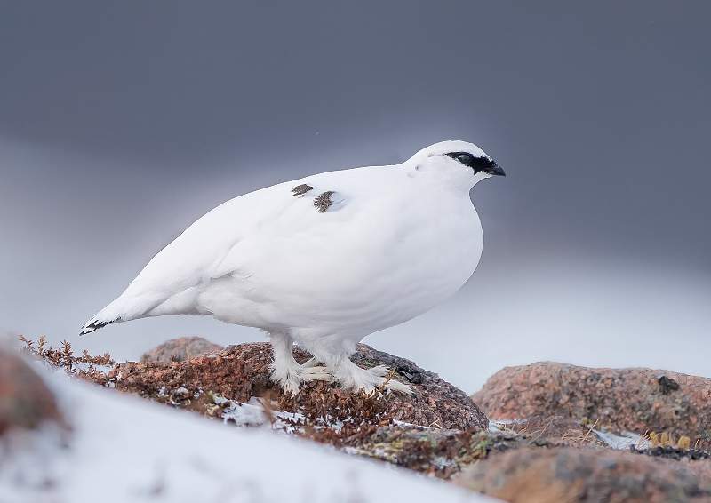 Winter Ptarmagin.JPG