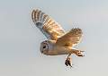 Barn Owl With Prey
