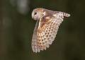 Barn Owl