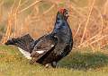 Black Grouse Calling