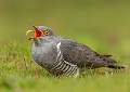 Cuckoo Feeding