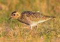 Juvenille Golden Plover