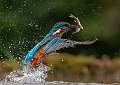 Kingfisher Double Catch