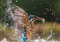 Kingfisher With Minnow 2