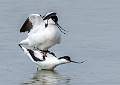 Mating Avocets 1
