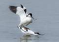 Mating Avocets