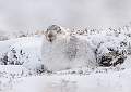 Mountain Hare 1