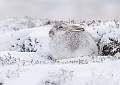 Mountain Hare 2