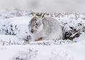 Mountain Hare 3
