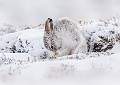 Mountain Hare Grooming